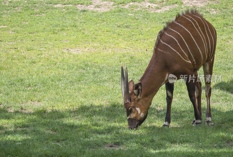 东部山区邦戈Tragelaphus eurycerus isaaci在草地上吃草的近距离肖像，来自非洲的极度濒危动物物种。野生动物森林羚羊
